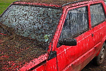Car parked under Common starling (Sturnus vulgaris) roost covered with  droppings, Rome, Italy. January 2009