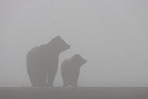 Grizzly Bear (Ursus arctos horribilis) mother and one year cub alert in fog, afraid of male grizzly bear near by, Lake Clark National Park, Alaska.