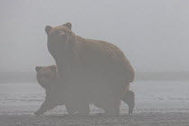 Grizzly Bear (Ursus arctos horribilis) mother and one year cub in fog, afraid of male grizzly bear near by, Lake Clark National Park, Alaska.