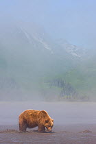 Grizzly Bear (Ursus arctos horribilis) digging for clams on tidal flats, Lake Clark National Park, Alaska.