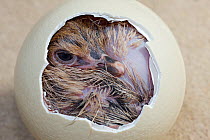 Ostrich (Struthio camelus) chick hatching from egg, Africa, captive.
