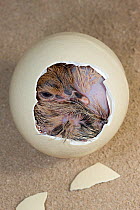 Ostrich (Struthio camelus) chick hatching from egg, Africa, captive.