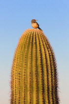 Cactus Wren (Campylorhynchus brunneicapillus) perched on Saguaro cactus (Carnegiea gigantea), Saguaro National Park, Arizona, USA.