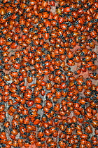 Ladybirds (Hippodamia convergens) gathering to mate, California, USA.
