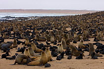 Brown / Cape Fur Seal (Arctocephalus pusillus) colony, Cape Cross, Namibia. December 2008