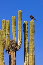Harris' hawk (Parabuteo unicinctus) at nest in Saguaro (Carnegiea gigantea) cactus, Saguaro National Park, Arizona, USA.