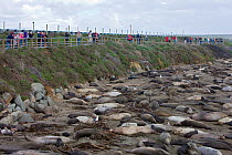 Tourists watching Northern Elephant Seal (Mirounga angustirostris) colony, Point Piedras Blancas, California, USA.