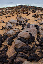 Brown / Cape Fur Seal (Arctocephalus pusillus) colony with several new born babies, Cape Cross, Namibia. December 2008