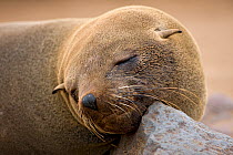 Brown / Cape Fur Seal (Arctocephalus pusillus) asleep, resting head on rock, Cape Cross, Namibia.