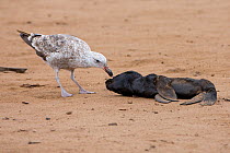 Kelp / Southern Black-Backed Gull (Larus dominicanus) subadult feeding on Cape Fur Seal (Arctocephalus pusillus) pup carcass, Cape Cross, Namibia.