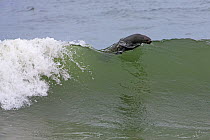 Brown / Cape Fur Seal (Arctocephalus pusillus) surfing in wave, Cape Cross, Namibia.