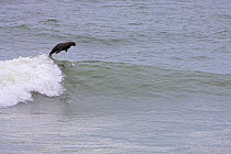 Brown / Cape Fur Seal (Arctocephalus pusillus) surfing on wave, Cape Cross, Namibia.