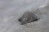 Northern Elephant Seal (Mirounga angustirostris) bull lying in surf, Point Piedras Blancas, California, USA.