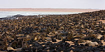 Brown / Cape Fur Seal (Arctocephalus pusillus) colony, Cape Cross, Namibia. December 2008