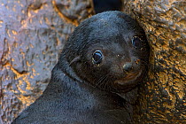 Cape Fur Seal (Arctocephalus pusillus) baby, Cape Cross, Namibia.