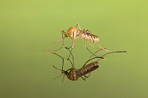 Mosquito (Culicidae) freshly hatched sitting on water surface with reflection, Germany.