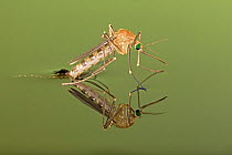 Mosquito (Culicidae) hatching from larval case at water surface, Germany.