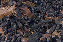 Brown / Cape Fur Seal (Arctocephalus pusillus) large group of pups on rock, Cape Cross, Namibia. December 2008