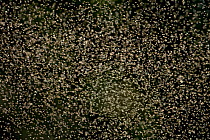Swarm of Midges (Chironomidae), France.