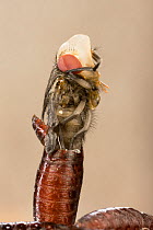 Bluebottle Fly (Calliphora erythrocephala) hatching from coccoon, Germany.