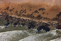 Aerial view of South African / Cape Fur Seal (Arctocephalus pusillus) colony, Cape Cross, Namibia December 2008