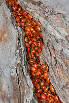 Mass of Ladybirds (Hippodamia convergens)  hibernating on pine tree bark, California, USA