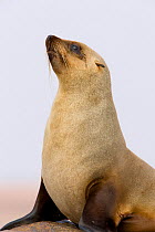 South African / Cape Fur Seal (Arctocephalus pusillus) portrait, Cape Cross, Namibia