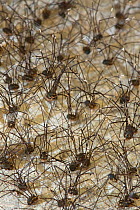 Mass of Harvestmen (Leiobunum sp) introduced and invasive species, Germany