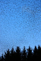 Flock of Bramblings (Fringilla montifringilla) flying to roosting site, overwintering, Steiermark, Austria