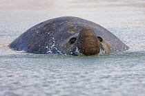 Southern Elephant Seal (Mirounga leonina) bull swimming and breathing at surface, Stromness Bay, South Georgia Island, Southern Ocean, Antarctic Convergence