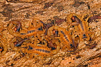 Nest of baby Scorpions (Parabuthus sp) South Africa