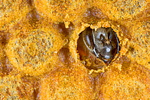 Honey Bee (Apis mellifera) opening brood cell before hatching, Germany. Winner of Fritz Polking portfolio prize, GDT 2012 competition.