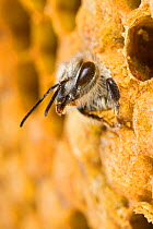 Honey Bee (Apis mellifera) adult hatching out of brood cell, Germany.