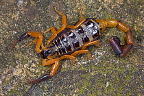 Desert scorpion (Parabuthus sp) Southern Africa