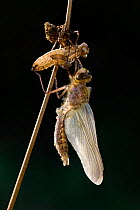 Four spotted libellula dragonfly / (Libellula quadrimaculata) adult freshly emerged from larval case, Germany.