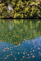 Mass of Mastigias jellyfish (Mastigias sp) near the surface of Jellyfish lake, Palau, Western Pacific Islands, Micronesia, March 2009