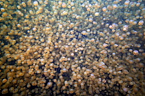 Mass of Mastigias jellyfish (Mastigias sp) in Jellyfish lake, Palau, Western Pacific Islands, Micronesia, March 2009