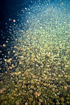 Mass of Mastigias jellyfish (Mastigias sp) in Jellyfish lake, Palau, Western Pacific Islands, Micronesia