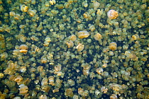 Mass of Mastigias jellyfish (Mastigias sp) in Jellyfish lake, Palau, Western Pacific Islands, Micronesia