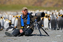 Wildlife Photographer Ingo Arndt working at King Penguin (Aptenodytes patagonicus) / colony / St Andrews Bay / South Georgia Island / Southern Ocean / Antarctic Convergence, November 2008