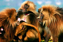 Male Gelada baboon (Theropithecus gelada) bares his canines in a defensive response to the pink eye-brow flash threat of another male, for the Mountains episode of the BBC tv series Planet Earth, Simi...