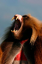 Male Gelada baboon (Theropithecus gelada) yawning (filmed for the Mountains episode of the BBC tv series Planet Earth) Simien Mountains National Park, Ethiopia, Oct 2003