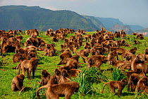 Gelada baboon (Theropithecus gelada) group grazing, filmed for the Mountains episode of the BBC tv series Planet Earth, Simien Mountains National Park, Ethiopia, Oct 2003