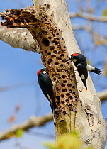 Acorn Woodpeckers (Melanerpes formicivorus), male and female (right) interacting on sycamore branch where acorns are stored, Orange County, California, USA