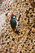 Acorn Woodpecker (Melanerpes formicivorus), male at granary tree showing many acorns stored for winter survival, Orange County, California, USA