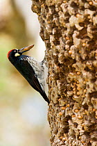 Acorn Woodpecker (Melanerpes formicivorus), male with acorn in its bill, at granary tree showing many acorns stored for winter survival, Orange County, California, USA