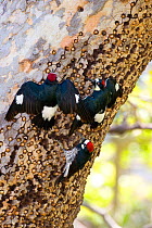 Acorn Woodpeckers (Melanerpes formicivorus) three at granary tree with many stored acorns. The two upper birds are giving spread-winged (greeting) display, Orange County, California, USA.