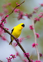 American Goldfinch (Carduelis tristis) male singing, perched in eastern redbud in spring, New York, USA