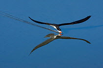 Black Skimmer (Rynchops nigra), skimming with its open beak just below the water's surface in search of prey, Bolsa Chica Ecological Reserve, California, USA (Digitally retouched image - space added...