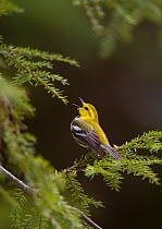 Black-throated Green Warbler (Dendroica virens), male in breeding plumage singing from hemlock branch, New York, USA